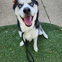 Thumbnail photo of Drake #1