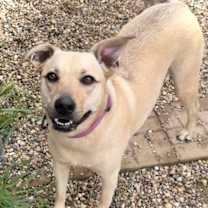 Thumbnail photo of Honey #2