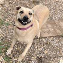 Thumbnail photo of Honey #3