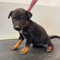 adopt-pet