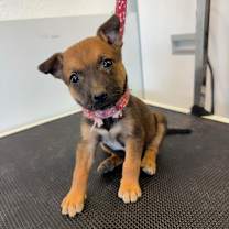adopt-pet