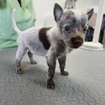 adopt-pet
