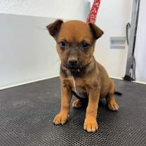 adopt-pet