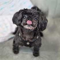 Thumbnail photo of Champer #1