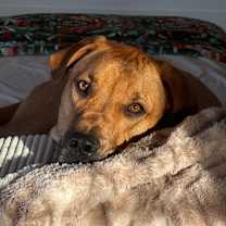 Thumbnail photo of Willow (Annie/Daisy Bell) #1