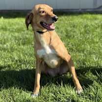 adopt-pet