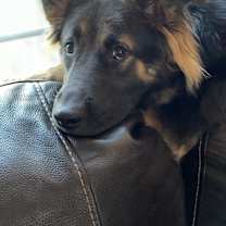 Thumbnail photo of Kodiak #1