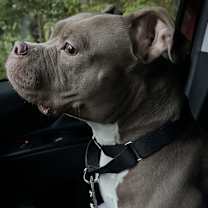 Thumbnail photo of Willow #1