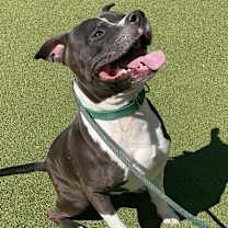 Thumbnail photo of Tango #3