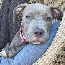 adopt-pet