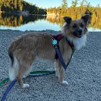 adopt-pet