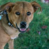 adopt-pet