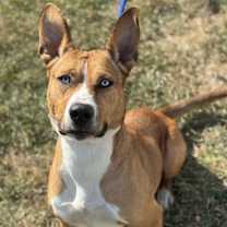 Thumbnail photo of Shira #1