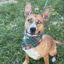 Thumbnail photo of Shira #2