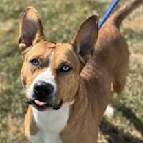 Thumbnail photo of Shira #3