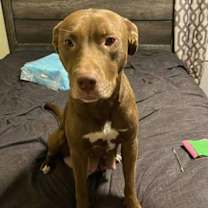 Thumbnail photo of Dolly (Foster Needed) #4