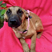 Thumbnail photo of Suhana #2