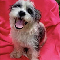 Thumbnail photo of Sugar-Snap #1