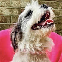 Thumbnail photo of Sugar-Snap #2