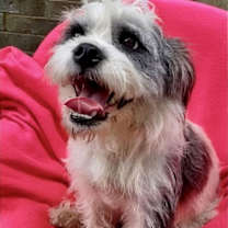 Thumbnail photo of Sugar-Snap #3