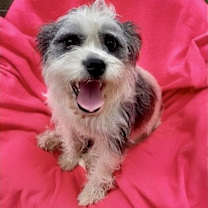 Thumbnail photo of Sugar-Snap #4