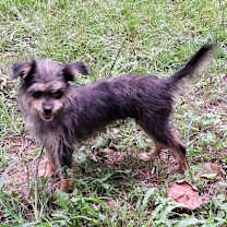 Thumbnail photo of Kizik #3