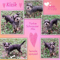 Thumbnail photo of Kizik #4