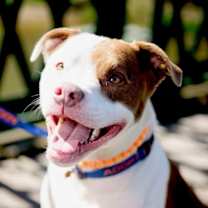 Thumbnail photo of Yogi #3