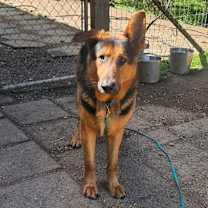 Thumbnail photo of Harstine  #4