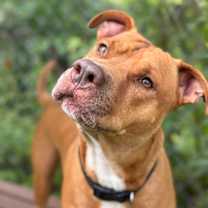 Thumbnail photo of Malibu #4