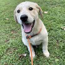 Thumbnail photo of Teddy #1