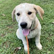 Thumbnail photo of Teddy #2