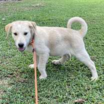 Thumbnail photo of Teddy #3