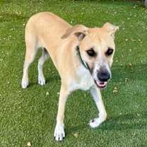 adopt-pet