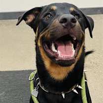 adopt-pet