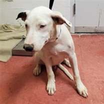 adopt-pet