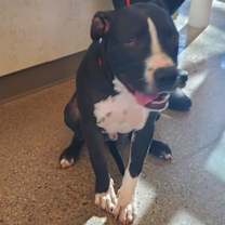 adopt-pet