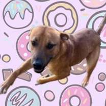 Thumbnail photo of Homer #1