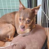 Thumbnail photo of Chief #1