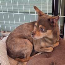 Thumbnail photo of Chief #3