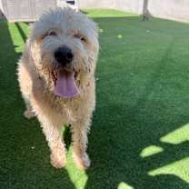 adopt-pet