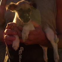 Thumbnail photo of SWEET PEA #2