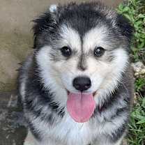 Thumbnail photo of Rodeo #1