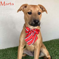 Thumbnail photo of Marta #1