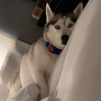 Thumbnail photo of Sophie #2