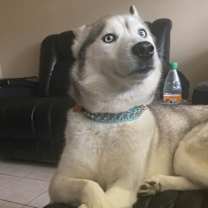 Thumbnail photo of Sophie #3