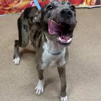 Thumbnail photo of Boo* #2