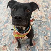 Thumbnail photo of Rocket #3