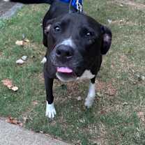 Thumbnail photo of Blythe 3113 #2