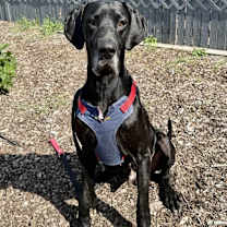 Thumbnail photo of Maverick #1